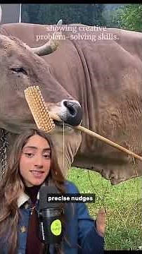 After 10,000 Years Scientists Discover Cows Can Use Tools!!