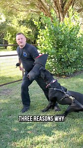 #98 Why the Cane Corso Breed Are NOT Used as Police Dogs#canecorso #dogsofinstagram #dog #canecorsopuppy #italianmastiff #dogs #puppy #canecorsolove #canecorsolife #canecorsolovers #canecorsofans #canecors | CaneCorso CaneCorso
