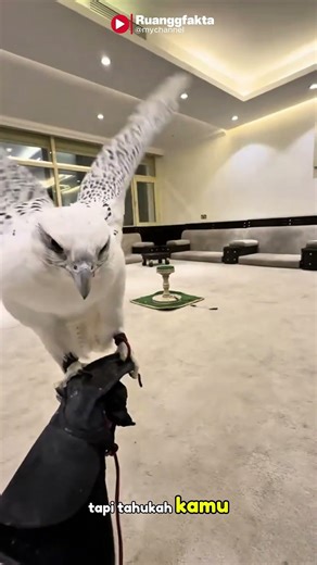“Sekali Sambar Langsung Tamat! Rahasia Falcon" #faktaunik #faktamenarik #shortsfeed