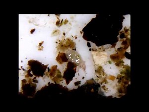 Soil Food Web - Under the Microscope