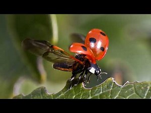 The Fascinating Lifecycle of Ladybugs!