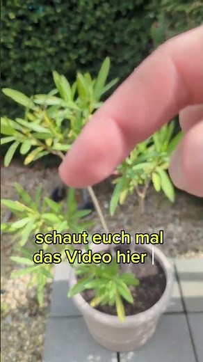 Nerium Oleander richtig schneiden