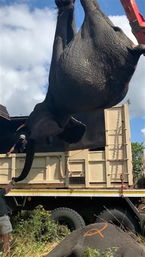 Moving elephants is a giant task - literally! 🙌🏻😎🐘 • • • #elephant #relocation #conservation #huge #fyp #savetheplanet #instadaily #ivancarter #makingadifference #reels #wildlife #video | Ivan Carter