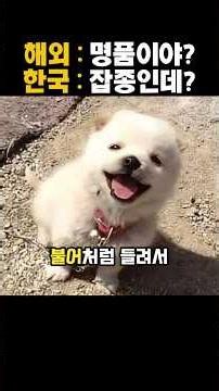 시골 똥개도 명품 견종으로 만들어버리는 한국인의 레전드 언어유희