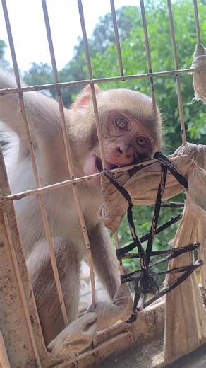 😂 🤣 चीकू खुरापाती 🤣 😂 #monkey #shortsvideo