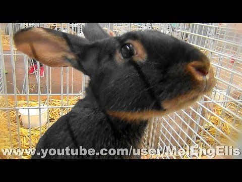 Lapin Lièvre Belge Feu Noir - Belgian Hare Rabbit - Hasenkaninchen - Lepre Belga