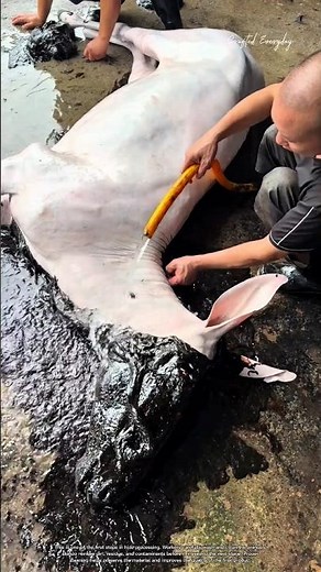 Why Workers Wash Animal Hides Before Processing #rurallife #livestocklife #farm