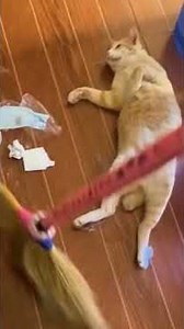 Cats doing the most random things... #catshorts #funny #viralshorts