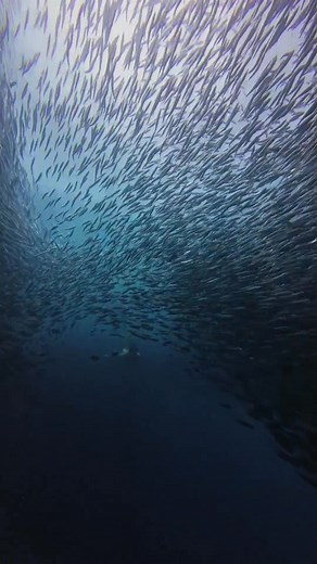 343 reactions · 154 comments | Le me show you why this is one of my...