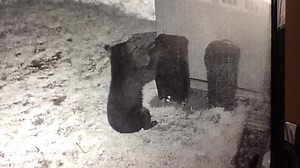 41K views · 173 reactions | I couldn't help myself...I was beary hungry  (Video Courtesy: Garot Family in Jefferson, OH) | Fox 8 News | Facebook