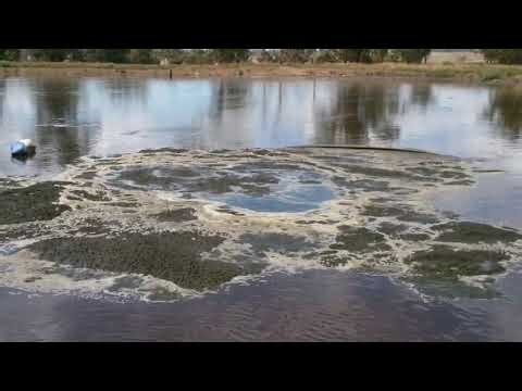 Verdyn Bio Health - Bio Systems Crust Buster