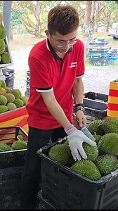 2.1M views · 10K reactions | Fresh Durian Unboxing - Fruit Cutting Skills - Malaysian Street Food Location : Malacca Durian Heng ( tel : 019-6676 943, 014-2687 782, 019-4445 314 ) google map : https://maps.app.goo.gl/PSWoqfwQQauS9L6BA | Fruit Mama | Facebook