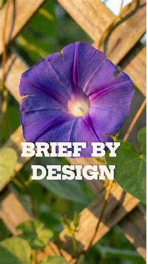 The Science Behind Morning Glory Bloom Timing 🌱