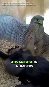 When the Wife Gets Fierce, Even the Husband Backs Off #animalfacts #wildlife #falcon #kestrel