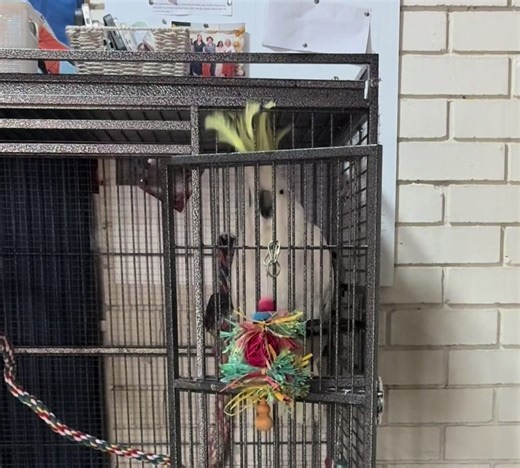 Happy Cockatoo Moments That Will Make You Smile