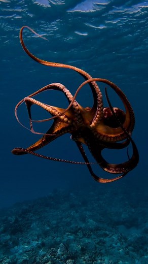 Underwater dance 🐙 Oahu, Hawaii #nakedhawaii Video by @hawaiiaquaman #wildlife #underthesea #sealife #tako #octopus #oahulife #oahulove #diving #deepseadiving #hawaiidreaming #mysterious #wild #instatravel #peaceful #seacreatures #octopuslove #animalsofinstagram #beautiful #graceful #dancing #dancedreams | Naked Hawaii