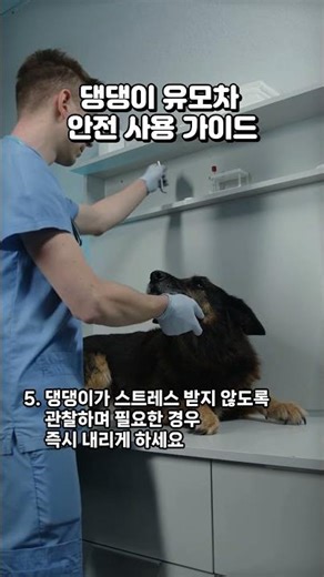 Dog Stroller Safety Guide