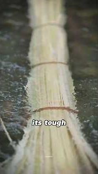 The 2,000-Year-Old Process Of Making Paper From Bamboo! 🤯📜