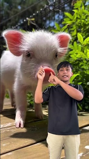 Gimana suara cicak? #shorts