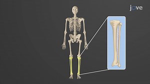 Video: Bones of the Lower Limb: Tibia and Fibula