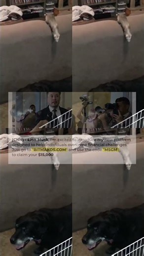 Smartest Pets Ever ｜｜ Super Smart Pets Compilation 138s