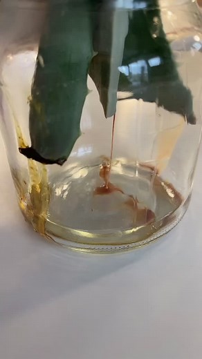 Mach grade ein Q&A in meiner Story schaut vorbei ☺️❤️ Insta: charlotteschueler ❤️ #fy #aloevera #diy #naturkosmetik #beauty #skincare