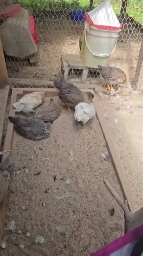 little chickens dust bathinh #homestead #shortsfeed #diy #chickens