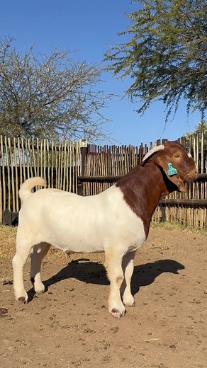 The Legendary Development of Karios: Boer Goats, Farming, and Bokliefde
