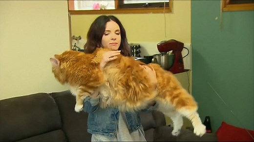 Maine Coon cat in Australia may be world’s longest