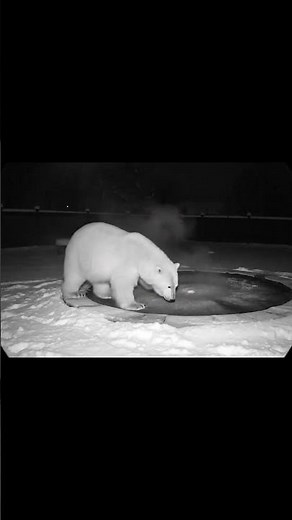 Polar Bear Jumping on a Trampoline 🐻❄️ | You’ve Never Seen This Before!