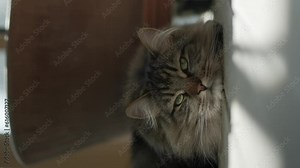 Vertical video of norwegian forest cat relaxing on porch outside in shade