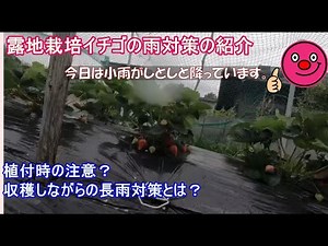 [Outdoor strawberries] Harvesting and [Rain protection]22024 04 29