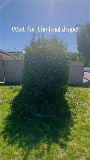 How to Shape a Tree with a Hedge Trimmer for a Perfect Look