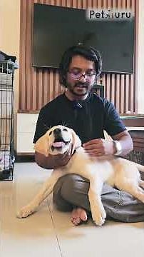 The REAL Reason My Puppy Keeps Biting My Hands #petguruacademy #puppytraining #labrador