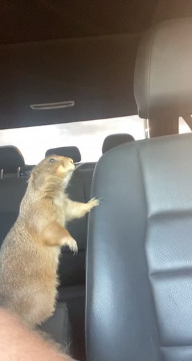 #prairiedog #mood #motivation #wildlife #pet #nature #animal #nationalgeographic #wildanimals #livingmybestlife #animalsinfluence #cute #pets #wild #animals