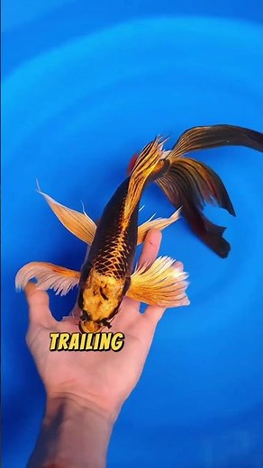 Butterfly Koi Fish Graceful Beauty with Flowing Fins