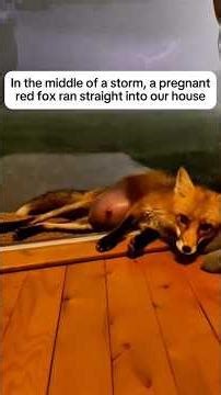 Pregnant Fox Begged for Help in the Storm... 😢🦊 #shorts
