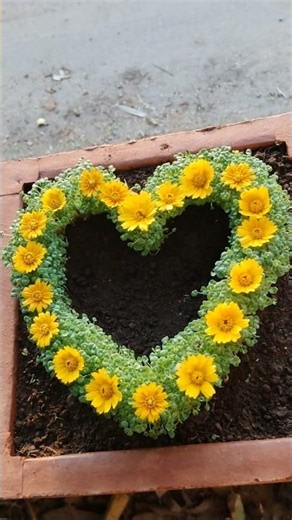 💚 💛 Heart Shape. #microgreens #chiaseeds #shortsfeed #inchara #garden