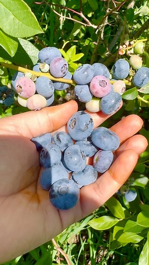 Fresh from the Blueberry Fields 🫐🍃 #blueberry #reelsviralシ #everyone #fruitphotography #naturelovers #nature #usa | It’s Amirah’s Diary