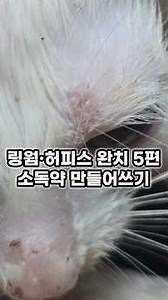 링웜 소독약 직접 만들어 쓰기 정제수+알파헥시딘5% | 링웜 허피스 완치 5편