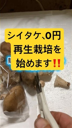 シイタケ０円の再生栽培‼️ #家庭菜園 #再生栽培 #農業初心者 #しいたけ栽培 #シイタケ再生栽培