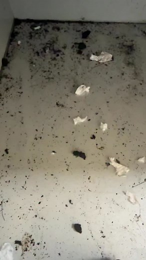 5K views · 367 reactions | What is the best product to clean up mice & rat urine? | Rodent Stoppers | Facebook