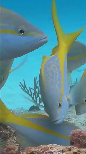 ¡Descubre los Peces! | Vídeos Educativos para Niños de PRIMARIA | ‪@HappyLearningES‬