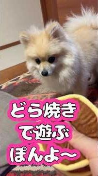どら焼きで遊ぶぽんよ〜 #shorts