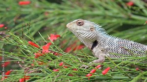 A video of a Garden Lizard sitting on the leaves of a plant in the park in its natural habitat