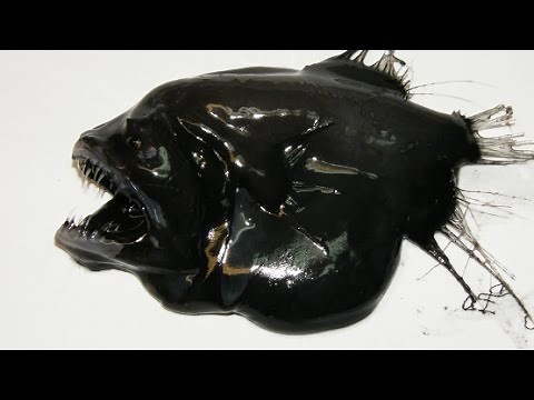 SEA DEVILS FROM THE DEEP