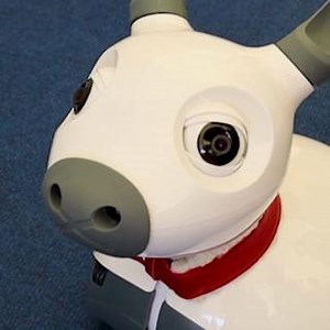 Meet Miro-E - a research and educational robot. 🐶🤖 It lives at the National Robotarium in Edinburgh and is backed by £21m UK Government funding. The Heriot-Watt University The University of Edinburgh pioneering centre for robotics and AI is the largest and most advanced of its kind in the UK. | UK Government Scotland