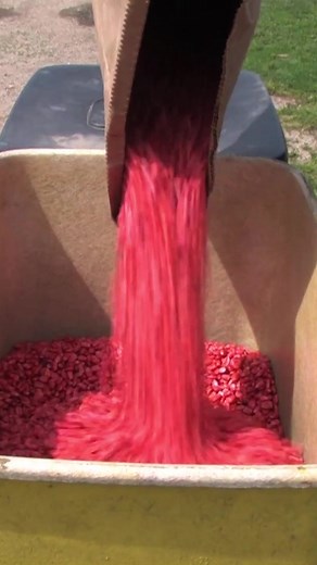 Dris Abraham and Melissa Brown plant and harvest corn using Belgian draft horses at Historic Prophetstown, Indiana, in 2013. | Rural Heritage Magazine
