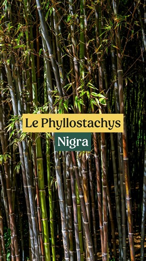 Commandez directement sur 👉 les-plantes-ile-de-france.com (lien en bio) 🚚 Livraison à domicile dans toute la France 🛠️ Service d’installation disponible partout en Île-de-France 🌱 Vous pouvez planter toute l’année : il suffit d’arroser davantage en été, et en hiver la terre peut être plus dure → nous proposons aussi l’installation clé en main. 📧 Intéressé(e) ? Contactez nos conseillers : contact@planteidf.fr - 01 84 80 65 86 📍 Nous sommes situés au : 1 Chemin du Pont de la Planche, 77124 C