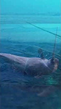 What That Long Tooth Actually Does #narwhal #arctic #animals